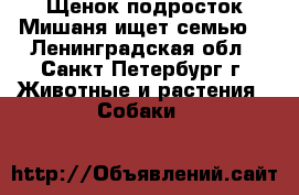 Щенок-подросток Мишаня ищет семью. - Ленинградская обл., Санкт-Петербург г. Животные и растения » Собаки   